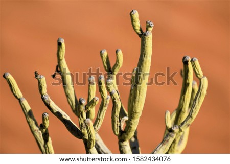 A close shot of a cactus with a blurred desert in the background