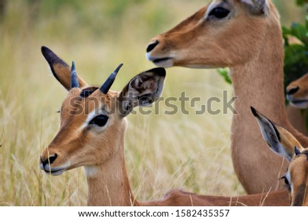 A close shot of a baby deer near its mother in a dry grassy field with a blurred background