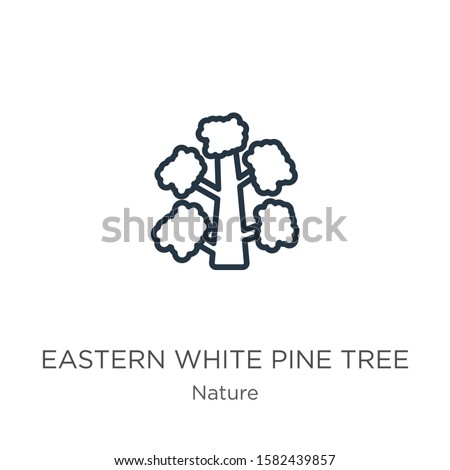 Eastern white pine tree icon. Thin linear eastern white pine tree outline icon isolated on white background from nature collection. Line vector sign, symbol for web and mobile