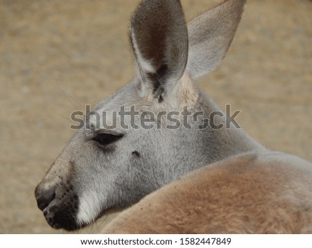 Close up of kangaroo in Australia