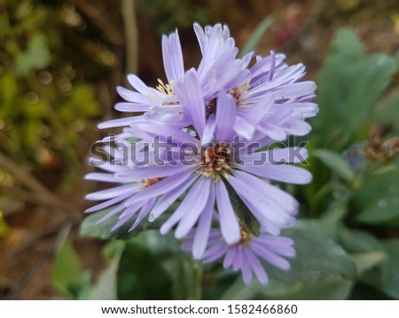 beautiful aster flower Smooth Aster, Symphyotrichum