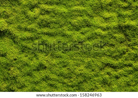 Moss texture, background with copy space Royalty-Free Stock Photo #158246963