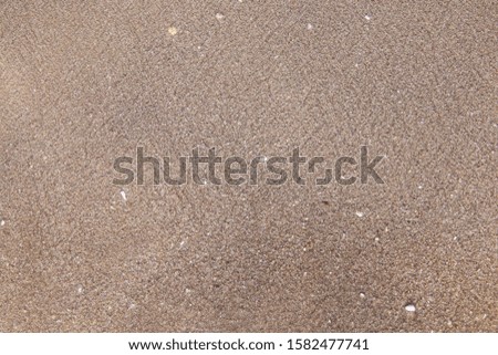 The pattern sand and shell