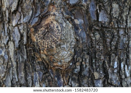 Tree eye - Elephant's Eye knot in the bark of an old gnarled tree. Tree knothole.