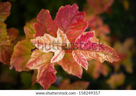Cranberry Tree Red Leaves