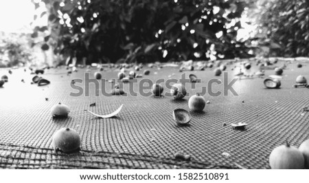 Acorns on a trampoline. Black and white.