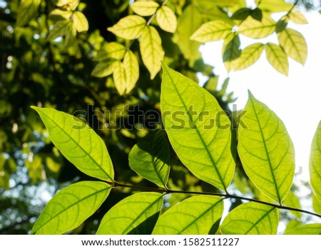 Abstract, nature Green leaf background and beautiful wallpaper.