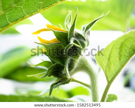 sunflower flower nearly open against a white background