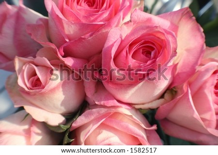 Pretty pink  roses   beautiful vintage roses.