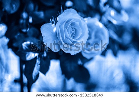 
Floral background representing the color of the year 2020 classic blue. Toned photo.
