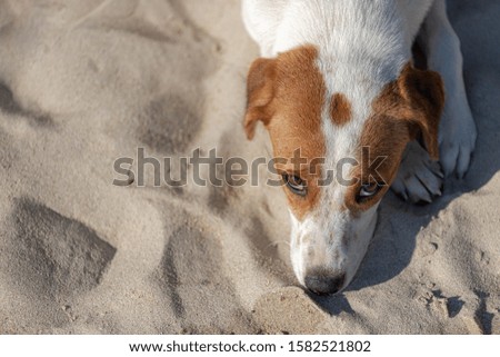 Dog on the beach peek on you while taking picture, A cute white brown dog laying on the sand on the seaside with free copy space for your text.