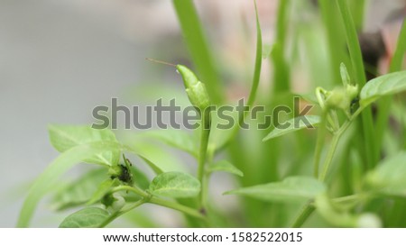 nature of the very dutiful   word green leaf and chilli  Royalty-Free Stock Photo #1582522015