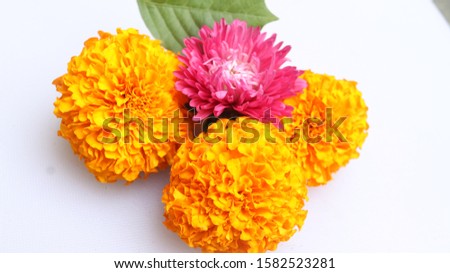butiful marigold and red flower nice baground
 Royalty-Free Stock Photo #1582523281