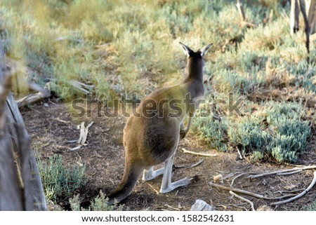 brown kangaroo sitting on grass during sunset in the bush