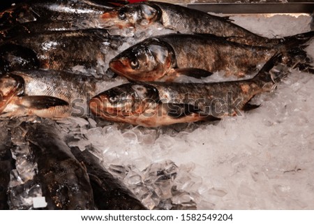 Close up of fresh fish on ice for sale at food market stock photo