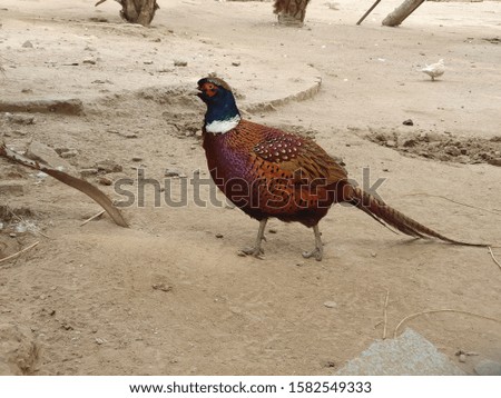 Ring necked Pheasant is a bird in the pheasant family