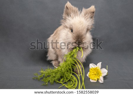 Photo studio of a pet dwarf rabbit
