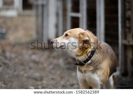 Homeless dog from a dog shelter on nature
