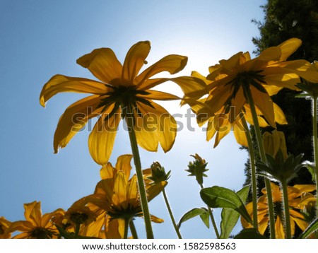 Close up of the yellow sunflower with blue sky in background.