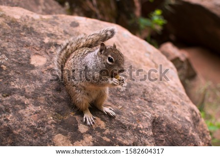 A squirrel sits on the ground and eats a cookie. American squirrel in zion national park america. Cute animal beggar. The concept of conservation of the environment and wildlife.