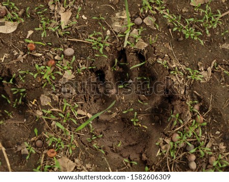 Dog's Paw Print in the Mud 