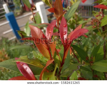red leaves plant in the garden, nature photo object