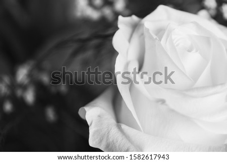 A closeup greyscale shot of a beautiful white rose with a blurred background