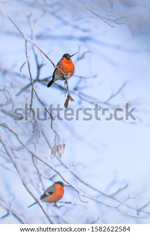 Bird on a frosty branch, winter background image