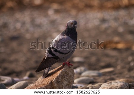 A dove walks along the sand on the Black Sea. Lone dark dove. Selective focus.