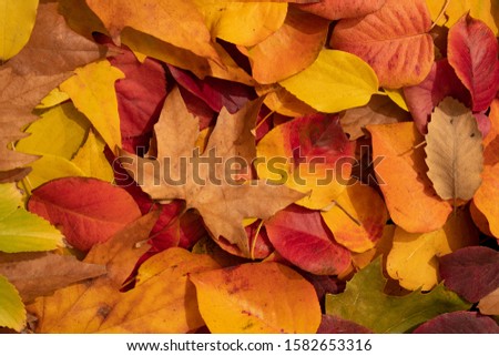 beautiful colourful dried autumn leaves