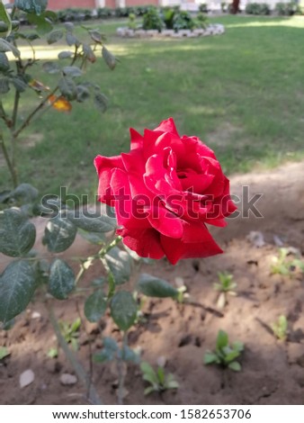 Red Rose in a Garden  Royalty-Free Stock Photo #1582653706