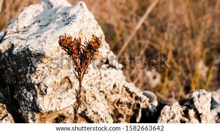A dry, dead plant in front of a rock on a field close to Veszprem.