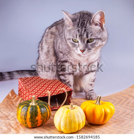 Grey cat tabby prepares for photo shoot with decorative pumpkin