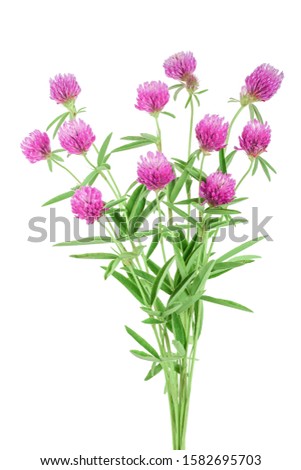 Clover or trefoil flower medicinal herbs isolated on white background