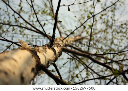 A low angle closeup shot of a bare tree trunk
