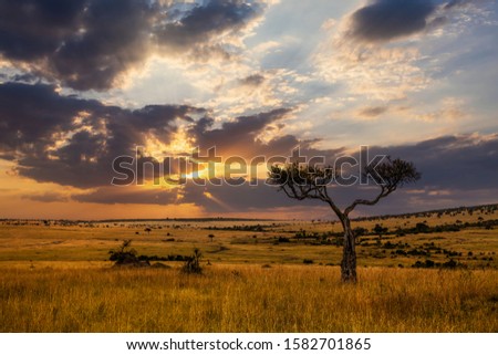 Sunset in savannah of Africa with acacia trees, Safari in Serengeti of Tanzania.