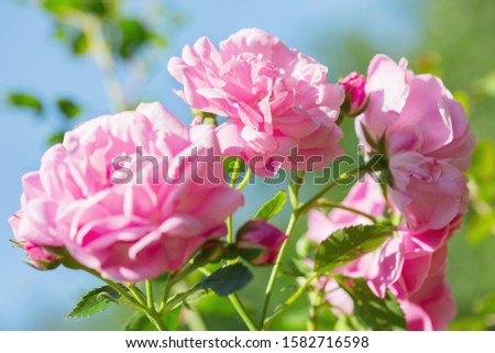 close up of rose flowers in a garden
