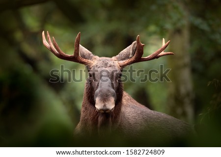 Moose or Eurasian elk, Alces alces in the dark forest during rainy day. Beautiful animal in the nature habitat. Wildlife scene from Norway. Royalty-Free Stock Photo #1582724809