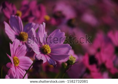 Cosmos flowers in the sunlight  image