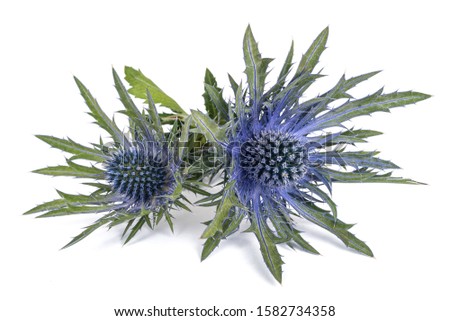Sea holly thistles isolated on white background Royalty-Free Stock Photo #1582734358