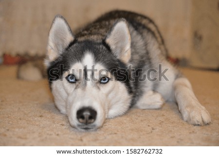 Siberian Husky on the carpet in the room. Homemade photo close-up