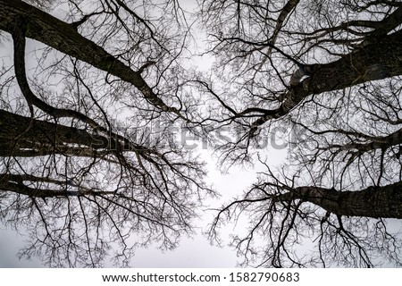 bare crowns and clumsy branches  of huge oak trees growing in the pale gray  sky