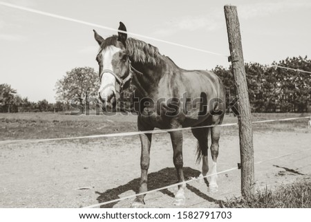 
The picture shows a beautiful strong horse standing by the fence and grazing