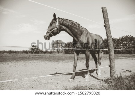The picture shows a beautiful big and  strong horse standing by the fence and grazing grass