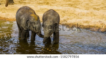 young asian elephant couple standing in the water, Social animal behavior, Endangered animal specie from Asia