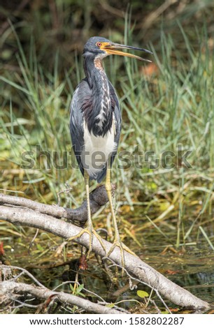 tri colored heron has spotted something approaching