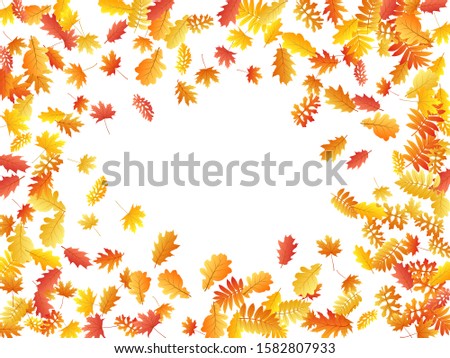 Oak, maple, wild ash rowan leaves vector, autumn foliage on white background. Red orange gold wild ash dry autumn leaves. Isolated tree foliage october season specific background.