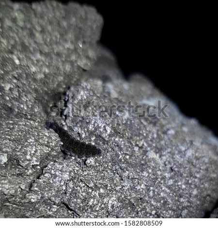 Collembola on a tree bark, forest in Poland 