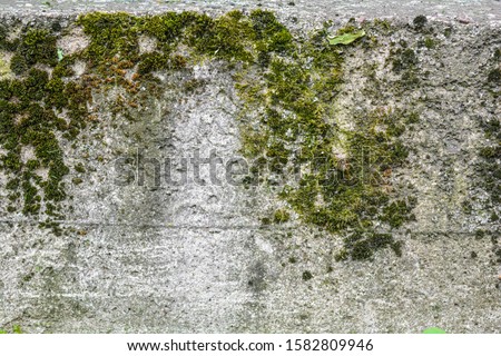 Old concrete wall with moss. Texture of weathered concrete wall covered with moss. Aged concrete on wall background Royalty-Free Stock Photo #1582809946