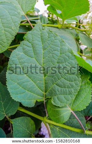 Closeup macro of green leaf of hydrangea shrub. Texture of leaf of hortensia flower plant. Natural bright green abstract background texture of foliage